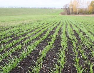Через дефіцит фосфору коренева система озимої пшениці погано розвивається